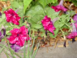 More flowers.JPG